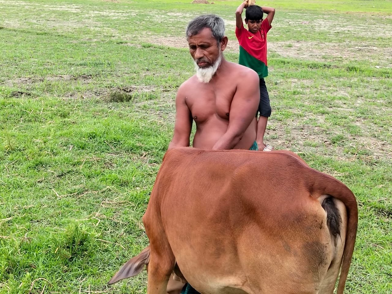 Older man with a brown cow in a field, child behind.